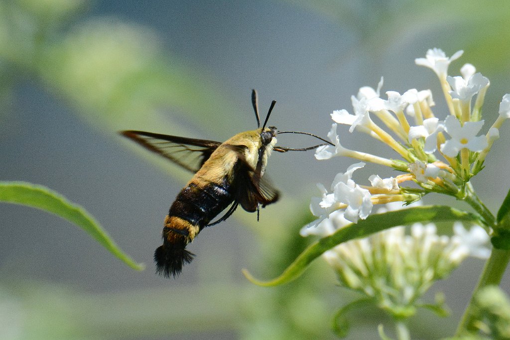 058 2013-08105628 Broad Meadow Brook, MA.JPG - Snowberry Clearwing Moth (Hemaris diffinis). Broad Meadow Brook Wildlife Sanctuary, MA, 8-10-2013